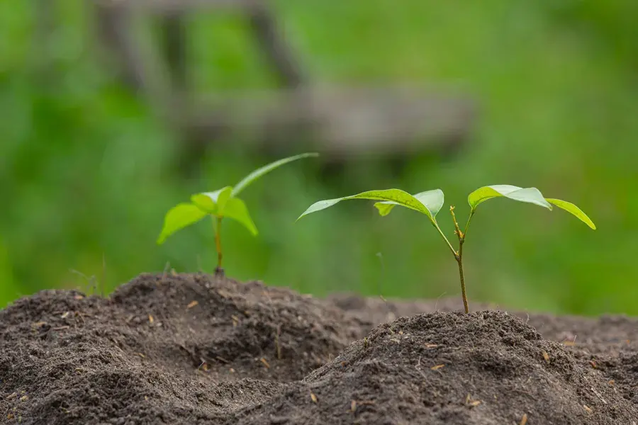 250 Saplings planted in Hyderabad